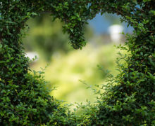 Love the Environment - Heart in Shrubbery