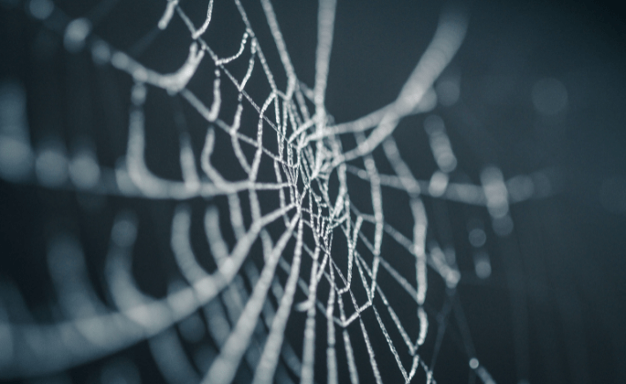 a photo of a spider web