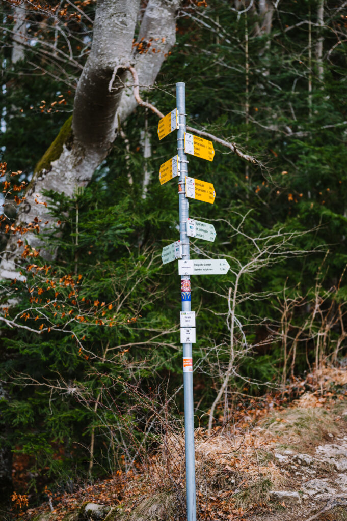 Forest signpost with arrows pointing to many destinations