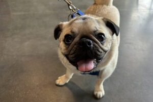Nugget the dog looking adorable.